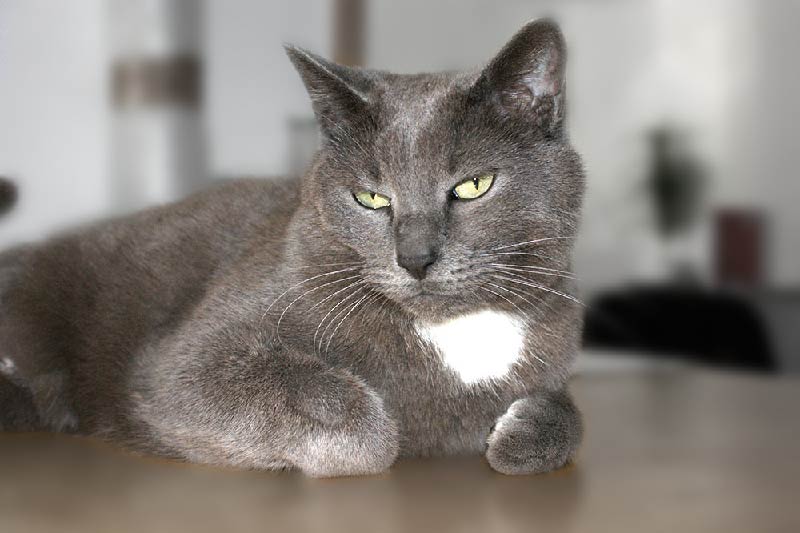 Sammy Kater